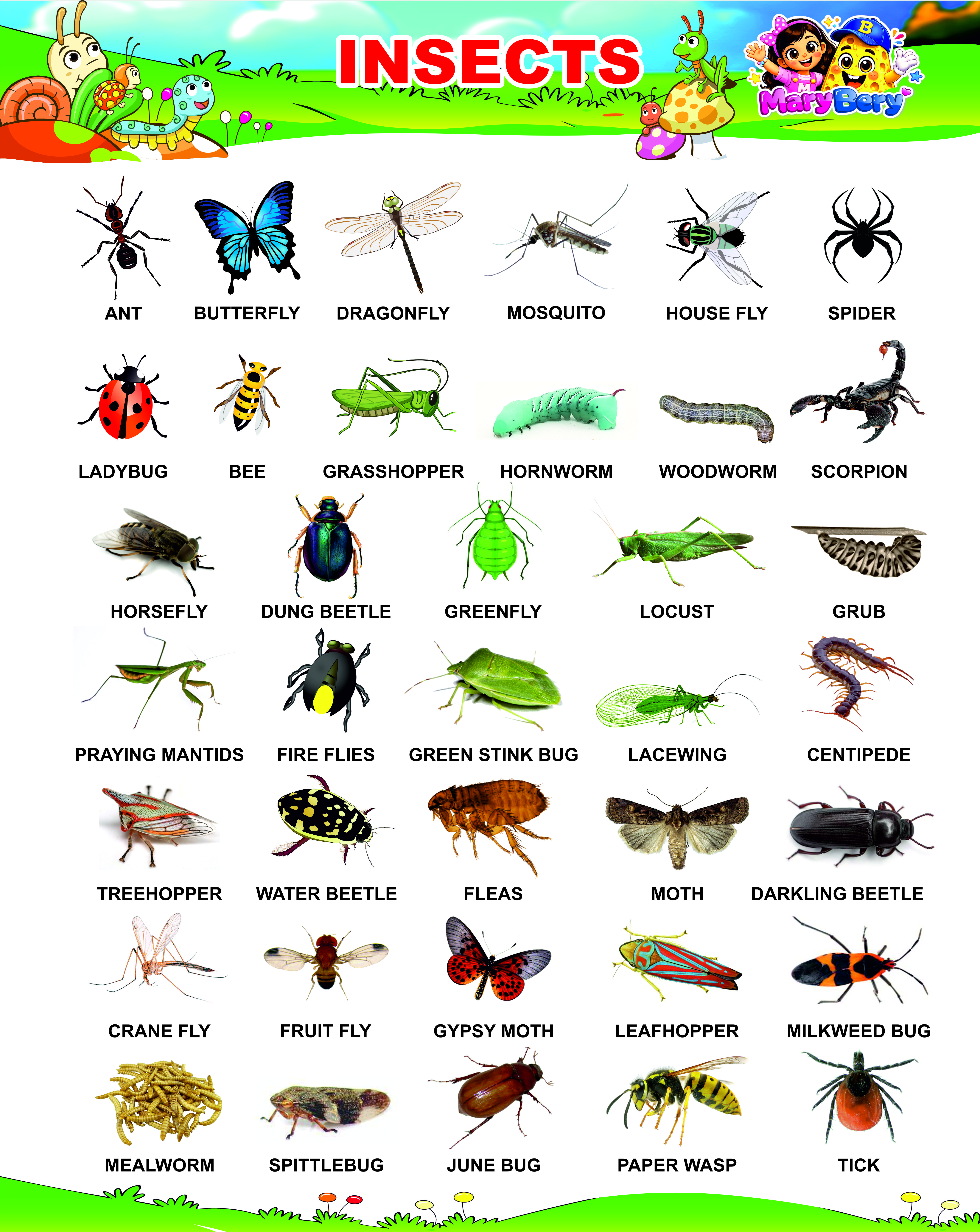 Insects Poster